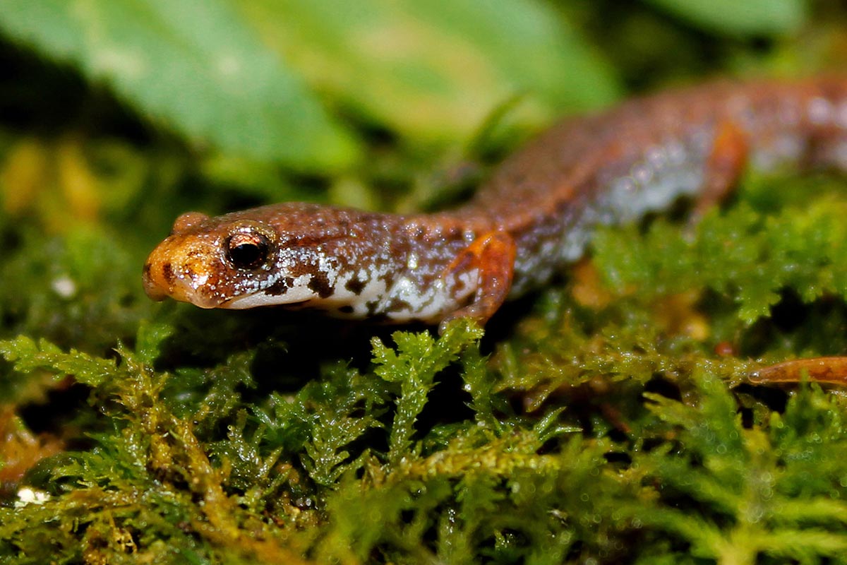 4 toed salamander in Papineauville