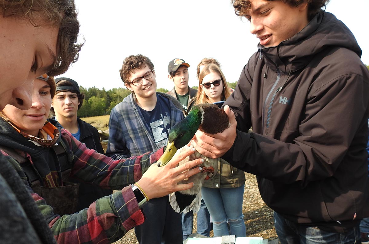 Students banding ducks
