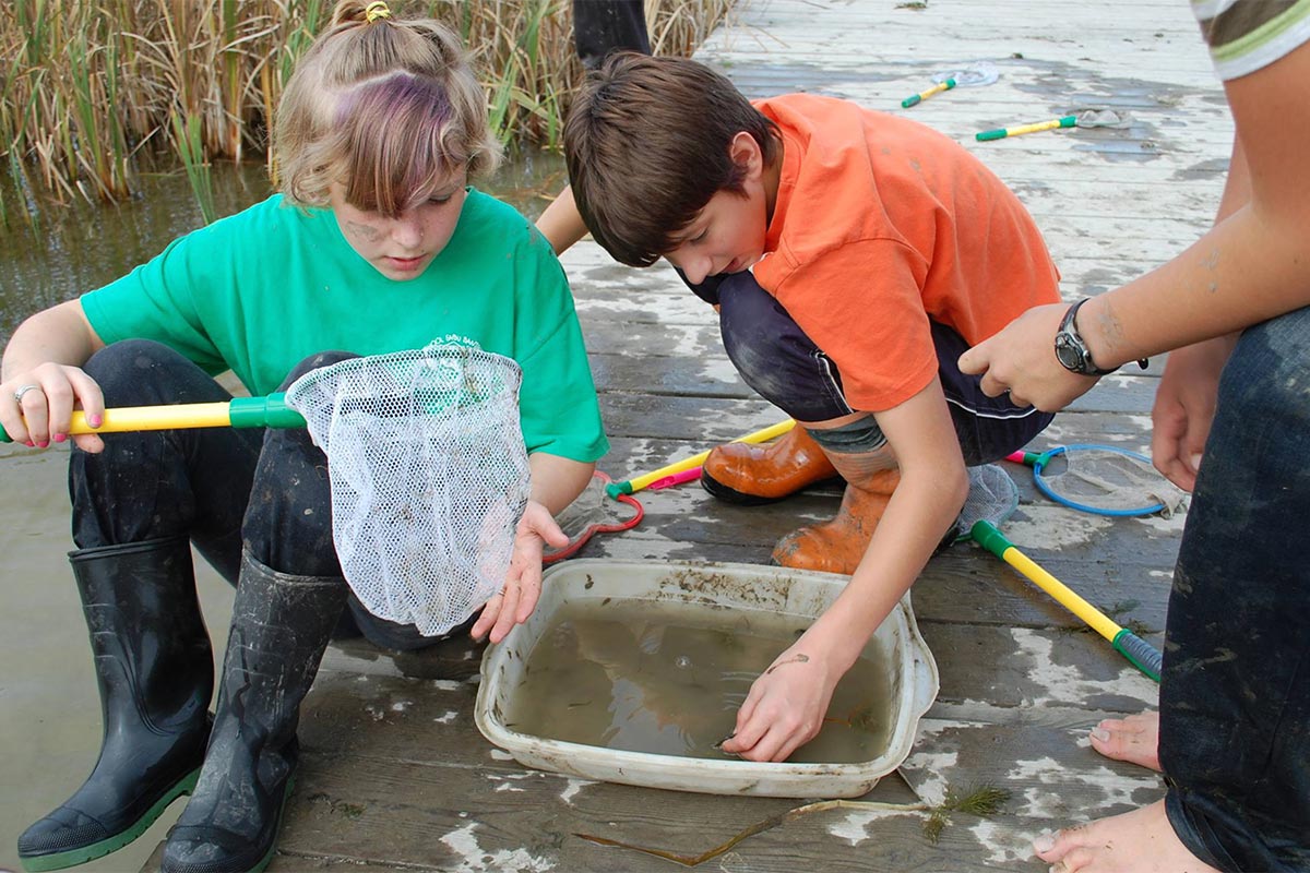 Students critter dipping