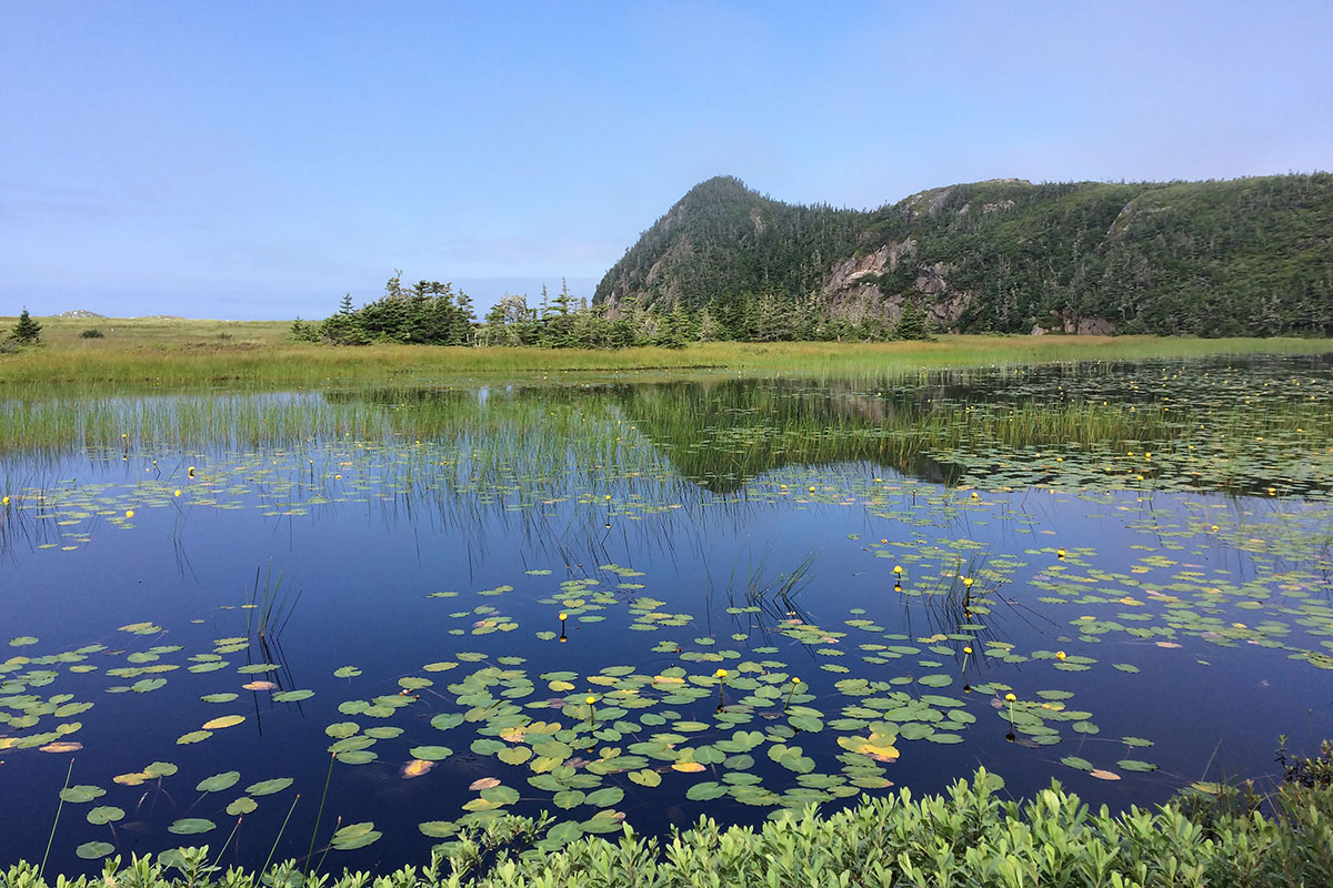 Wetlands photo