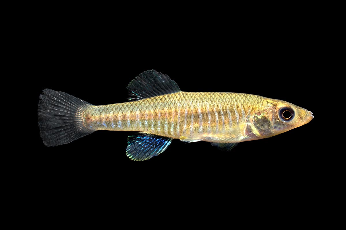 Killifish