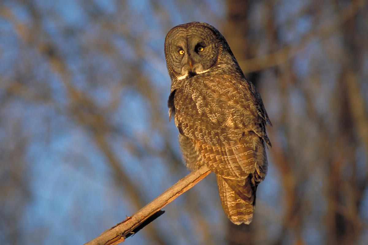 Great Grey Owl in Rivers Manitoba