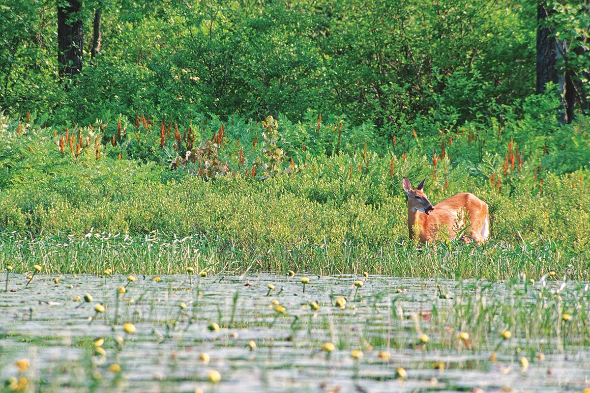 Deer in wetland