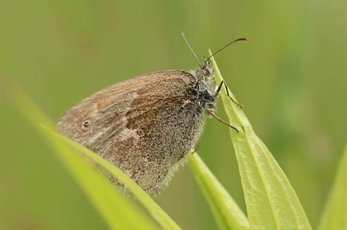 Maritime RInglet moth