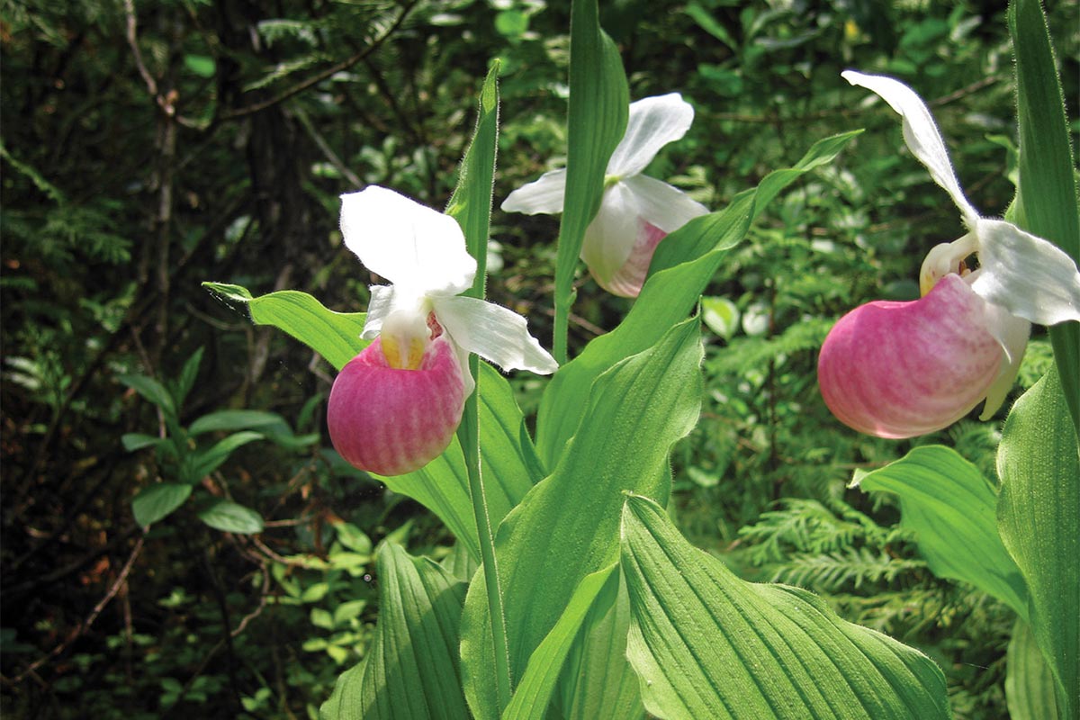 Lady's Slipper (flower)