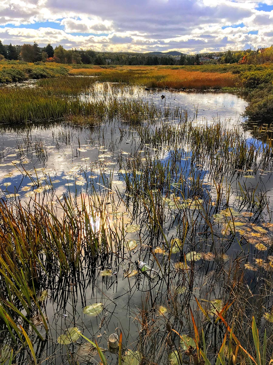 Photo of Torbay Gully Nature Reserve wetland