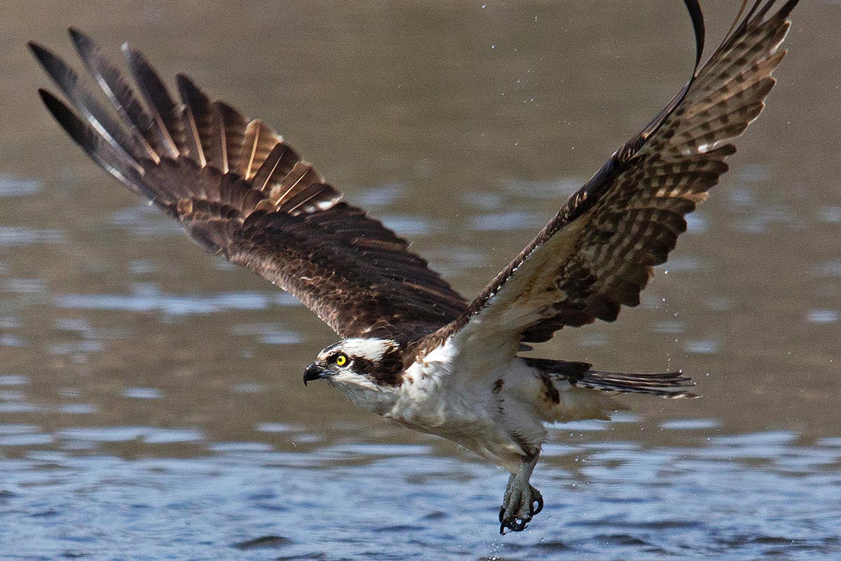 Photo of an Osprey