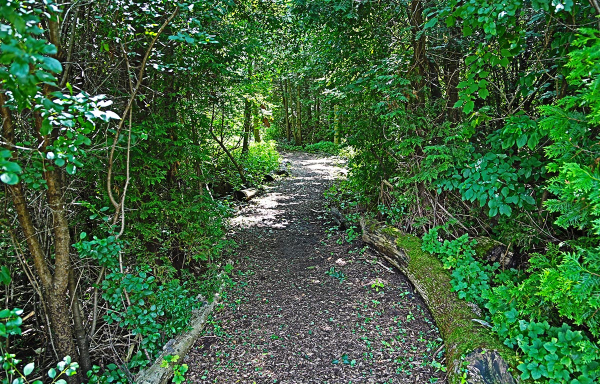 Photo of a forest trail