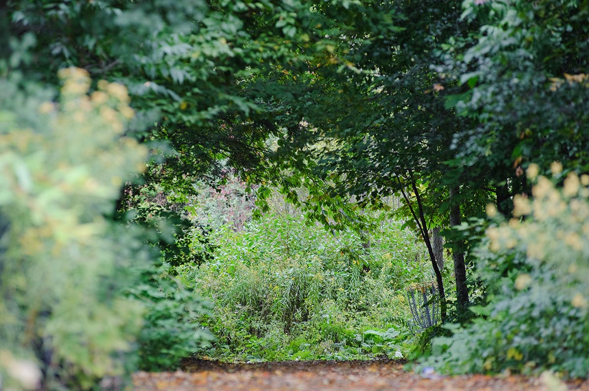 Photo of a forest