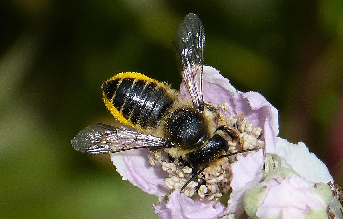 Photo of a leafcutter bee