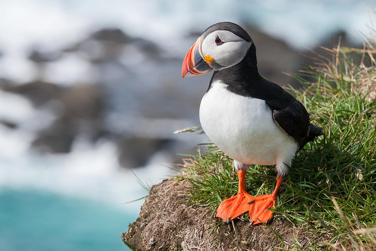 Puffin near Simonds Pond